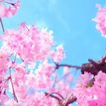 作新学院の歴史と現在について